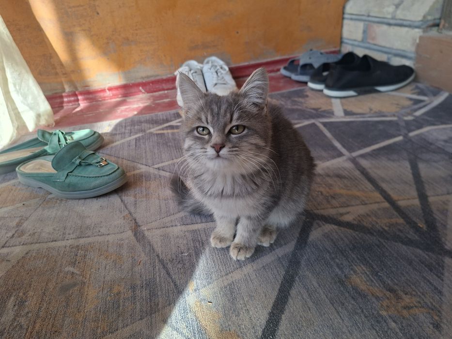 Котёнок в добрые руки