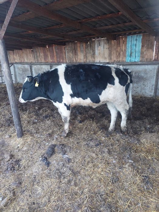 Быки на племя. Голштины.