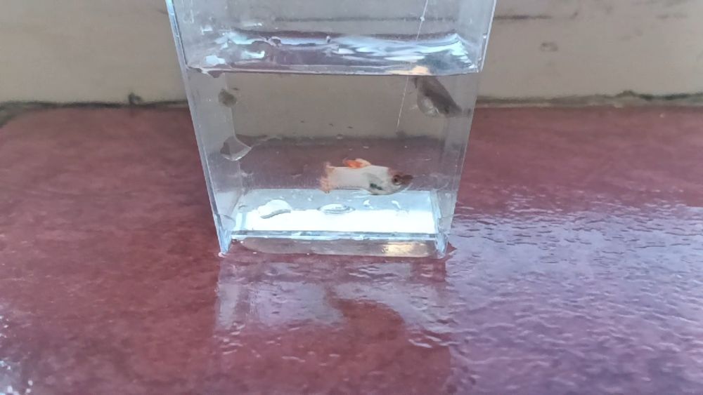 Pești Guppy Endler