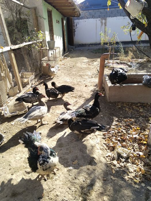 Индоуткалар сатылады Изумруд