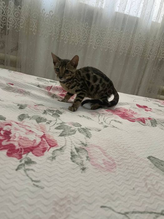 бенгал киз тоззаси