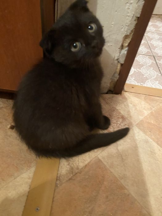 Котенок британец мальчик