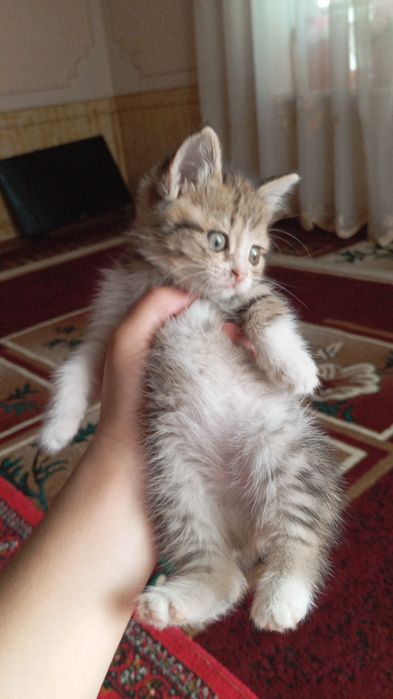 Котята два отдаём бесплатно