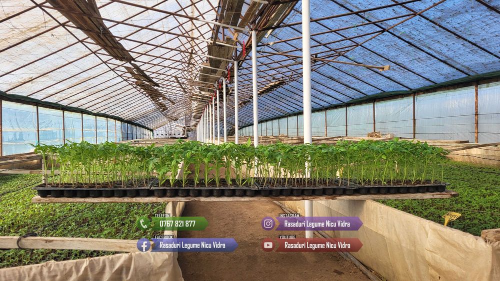 Rasaduri Legume : Rasad de rosii tomate ardei vinete castraveti varza