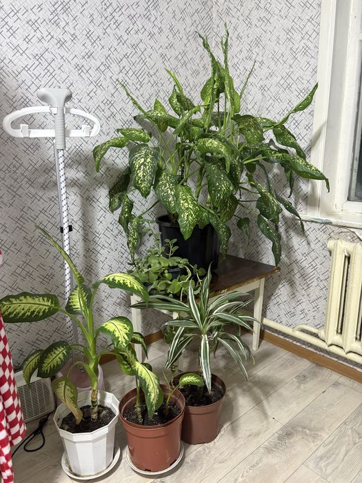 Домашний растения цветы