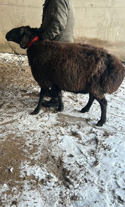 Кошкар  гесарский