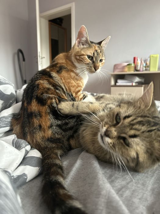 Подарявам коте.