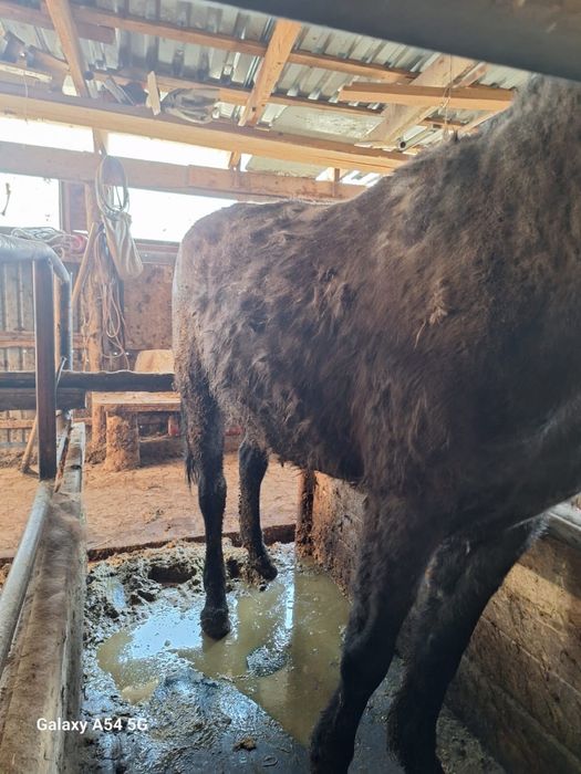 Жылқы бие.         .