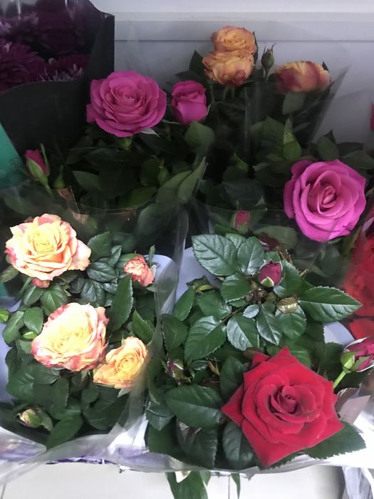 Комнатные цветы