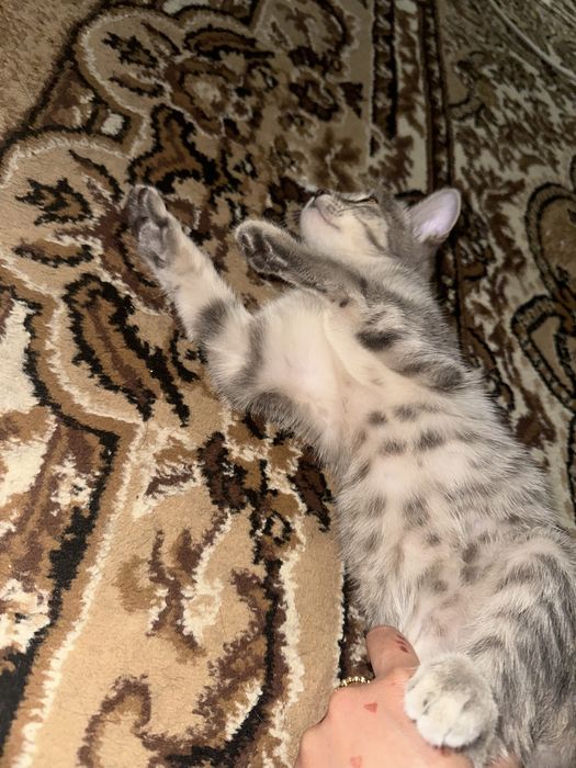 Отдам в добрые руки котенка. Шымкент!!
