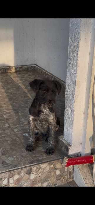 Срочно продам щенка дратхара от рабочих родителей