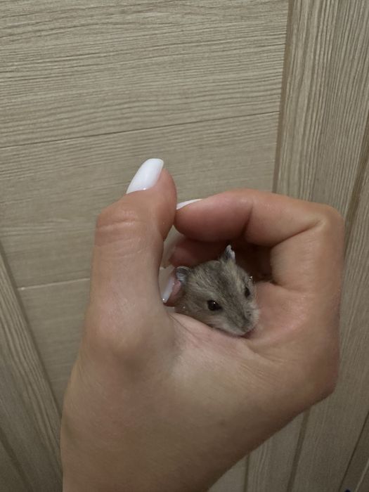 Продам джунгарских хомячков