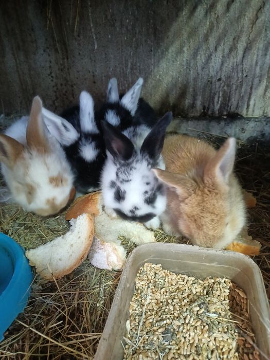 Продам крольчат месячных