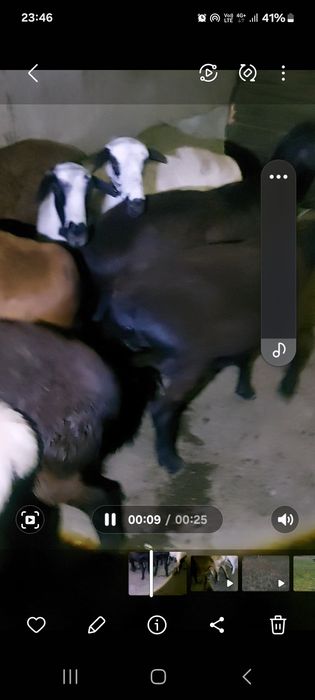 Семіз қойлар сатылады