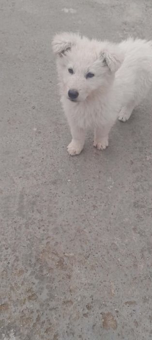 Швейцарска овчарка