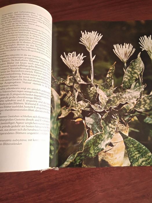 Комнатные цветы книга