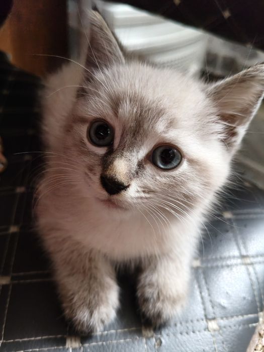 Бесплатно котята