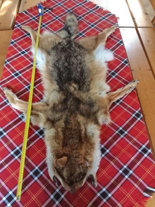 Продава се чакалска кожа