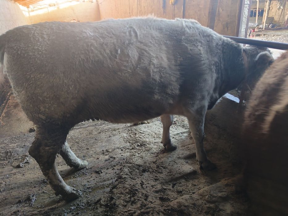 ат көрімде тұрған жас сиырлар сатылады