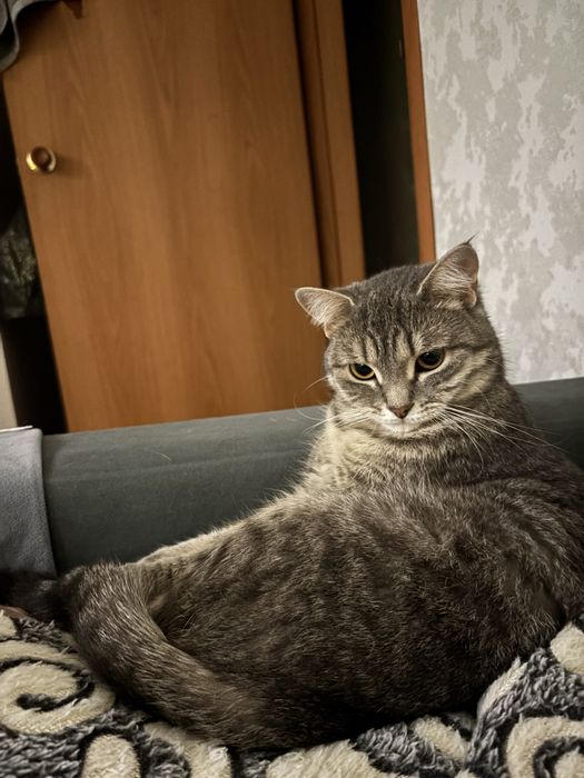 Отдам кошку 1год и 3 мес