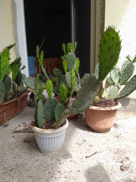 Саксии с незамръзващ кактус