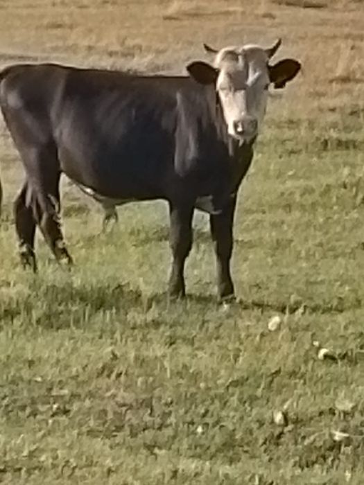 Продам баранов, 2 коров, бычка