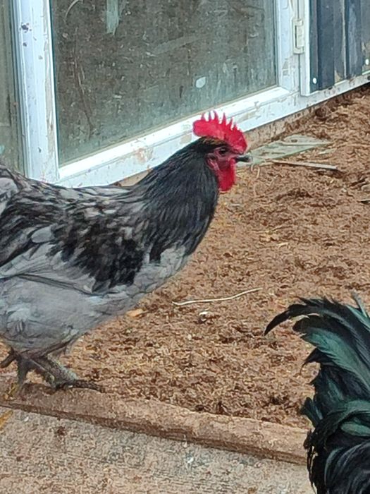 Кораздар. Петухи.