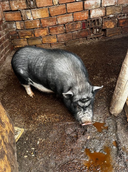 Виетнамско прасе