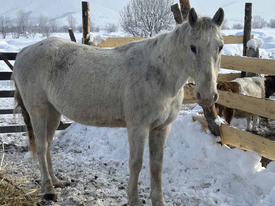 Продам коня рабочего