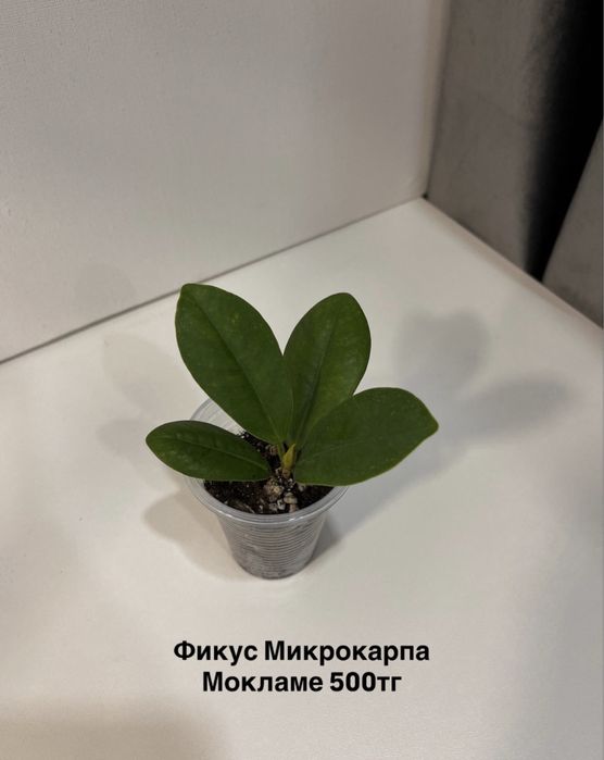 Разные комнатные растения