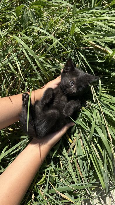 Отдам котят в хорошие руки