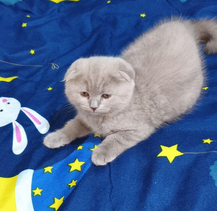 Скоттиш фолд лиловые