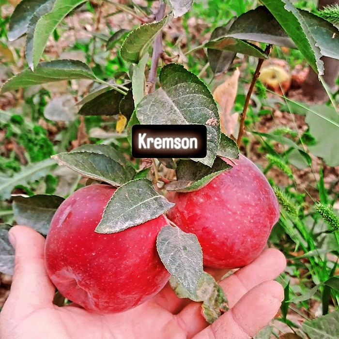 Ishonchli mevali va manzarali ko'chatlar sotamiz