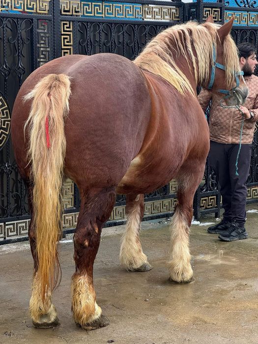 O pereche de iepe grele blonde