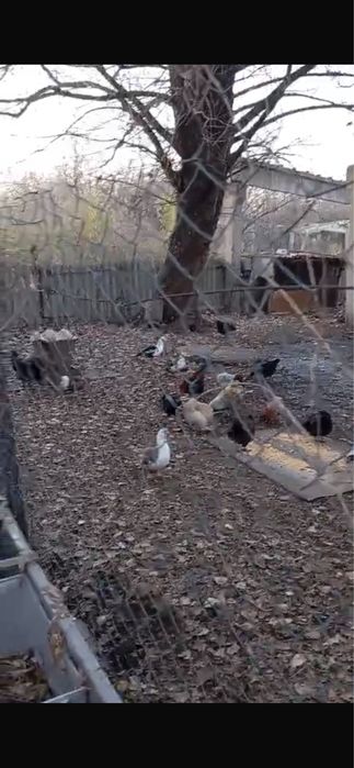 продаются индоутки