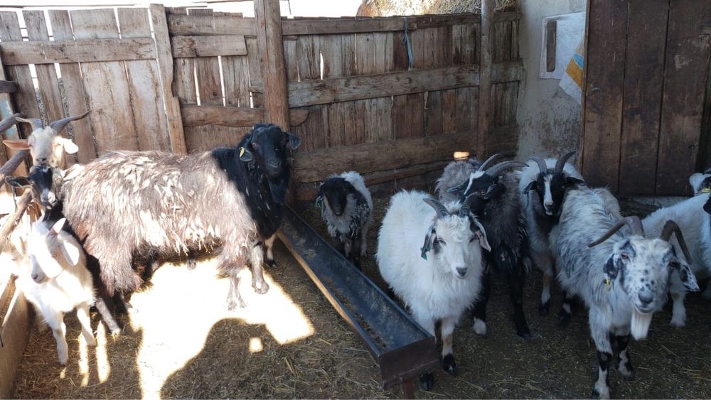 Продам коз (оптом)