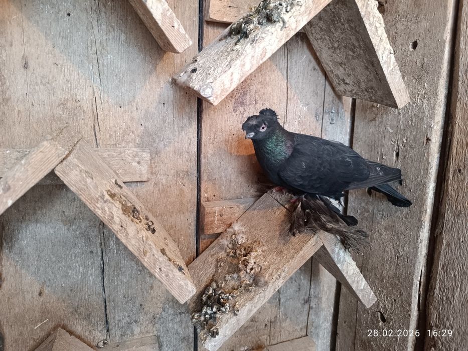 Продам молодую пару голубей