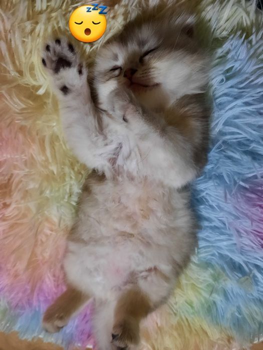 Fold shinshila 1 oylikdan o'tdi