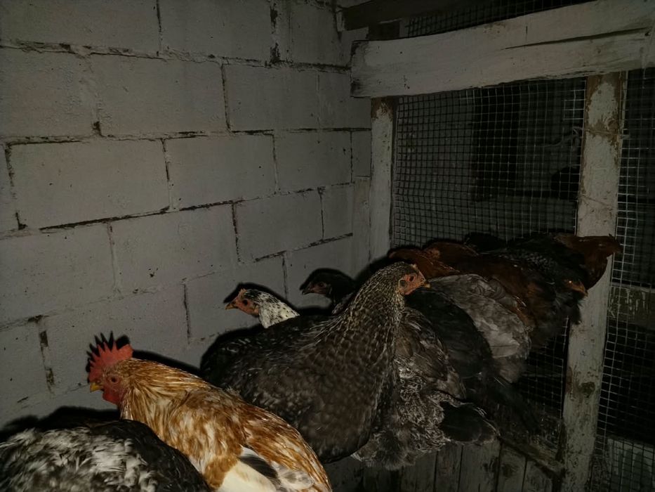 Продам домашних курей