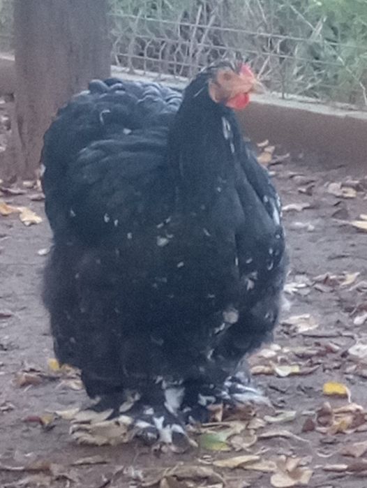 Vand pasari de rasa si porumbei