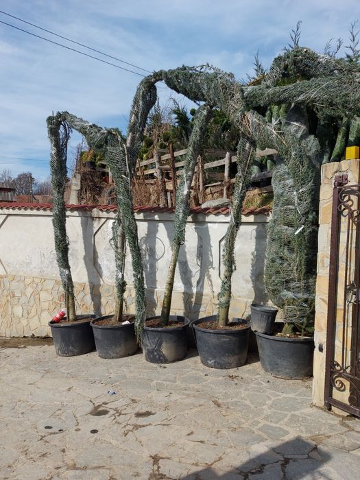 Vindem tuia la ghiveci și plante ornamentale