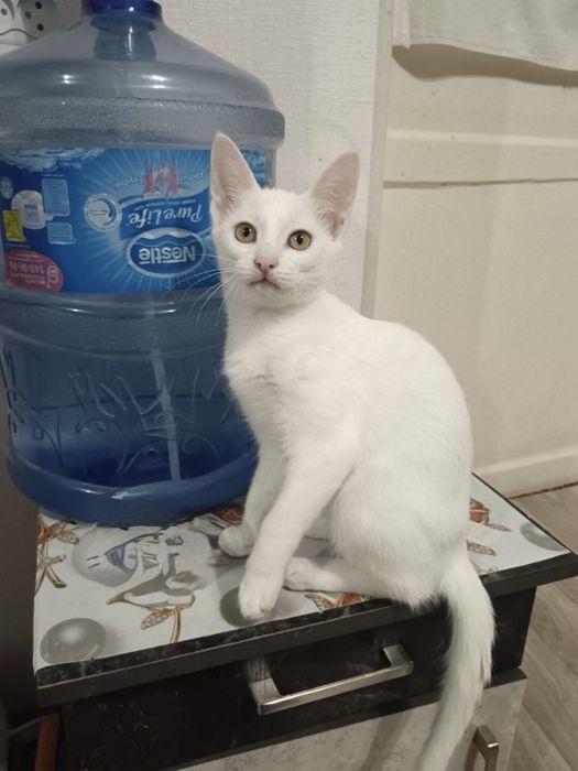 Отдам котёнка, в добрые и надёжные руки