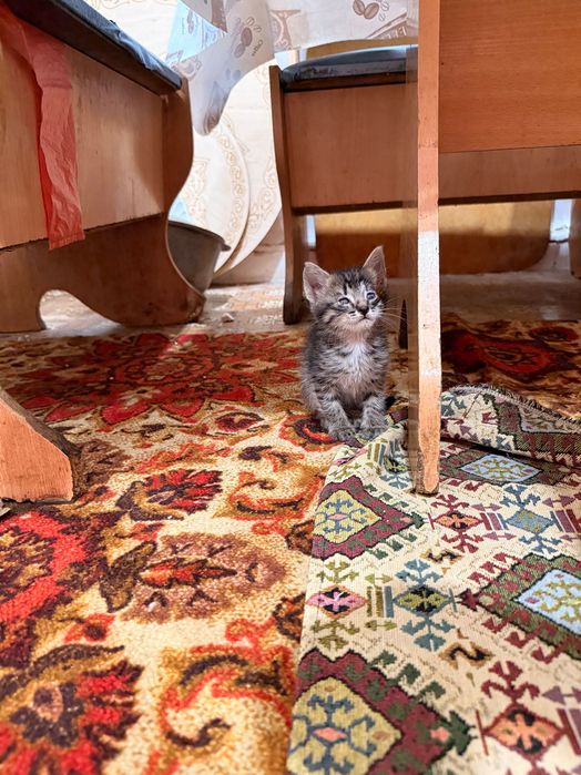 Три котёнка. Приучены к человеку, к еде, игривые и ласковые.