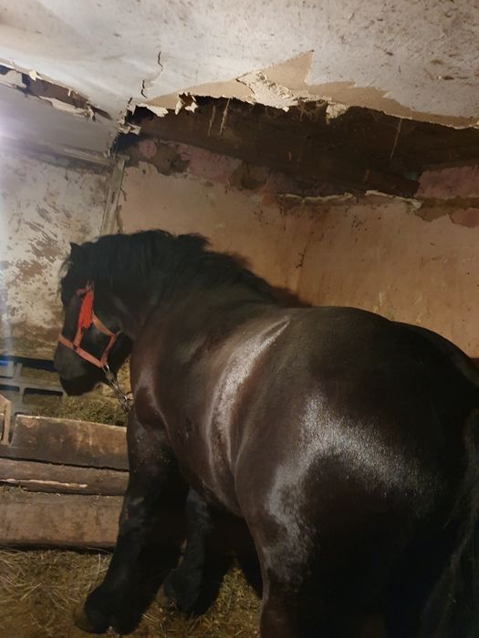 Vând mînz din linia miutescu