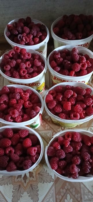 Свежая вкусная Малина