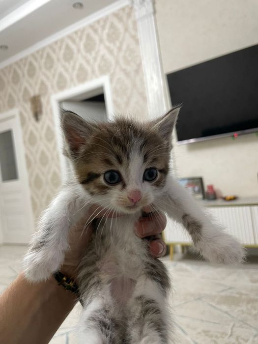 Два мальчика и две девочки