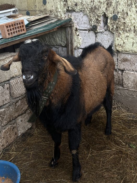 Альпи теке сатылады срочно