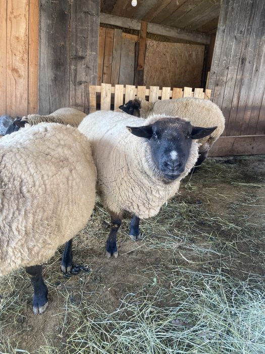 Berbec sulfok de vanzare.