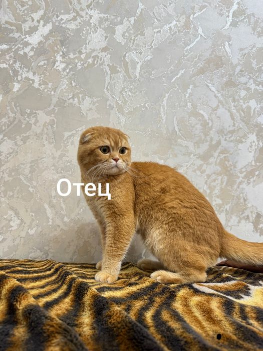 Scottish fold shinshilla