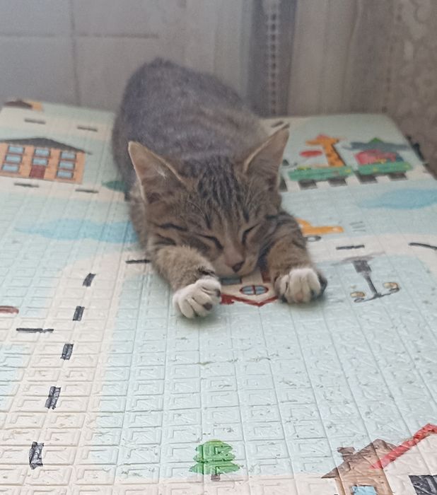 Котенок ,девочка,2 мес.в добрые руки